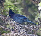 Stellers Jay